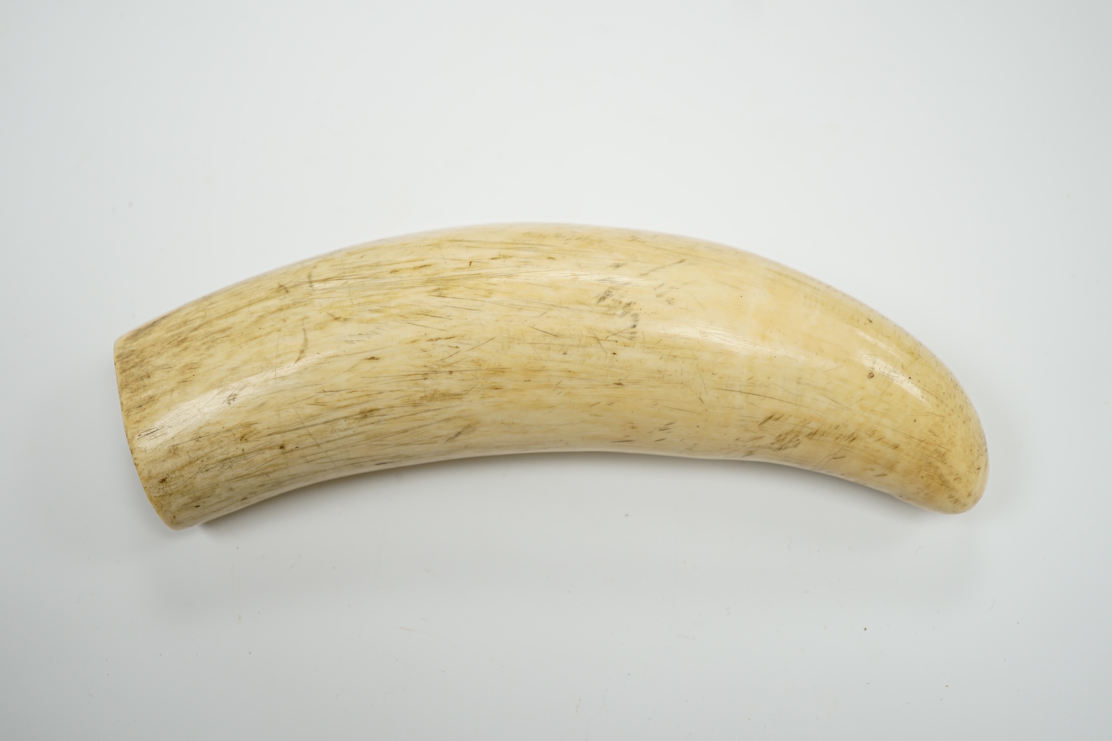 A 19th century Scrimshaw walrus tooth with carved motto ‘When this you see, remember mee’ and initialled E.W, 16cm in length